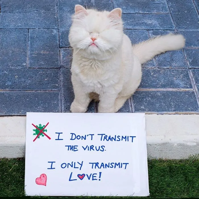 Blind Persian Cat Gets A Second Chance In Life After Being Rescued From A Dirty Pet Shop Where She Lost Her Sight