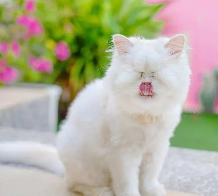 Blind Persian Cat Gets A Second Chance In Life After Being Rescued From A Dirty Pet Shop Where She Lost Her Sight