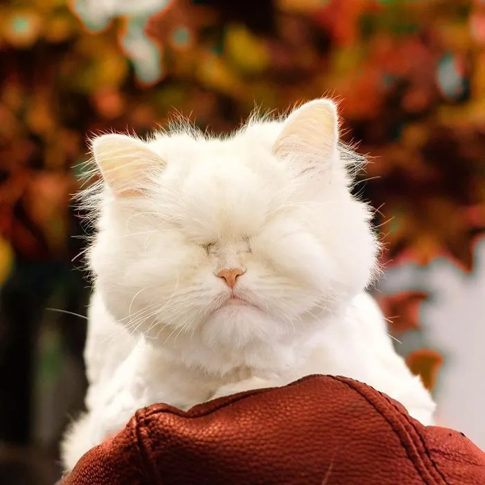Blind Persian Cat Gets A Second Chance In Life After Being Rescued From A Dirty Pet Shop Where She Lost Her Sight