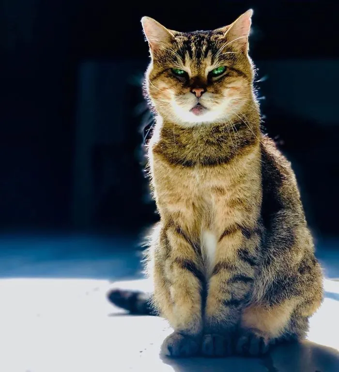 There's A Cat Permanently Living In The Hagia Sophia In Istanbul (30 Pics)
