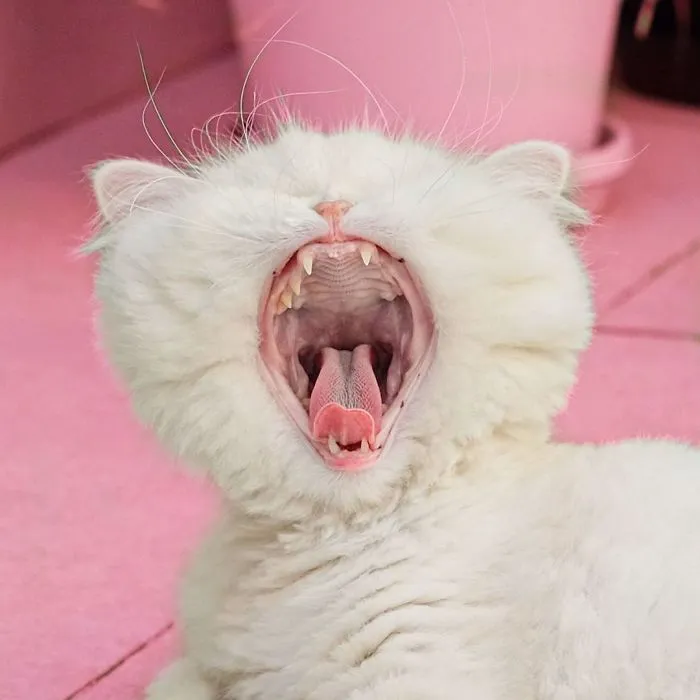 Blind Persian Cat Gets A Second Chance In Life After Being Rescued From A Dirty Pet Shop Where She Lost Her Sight