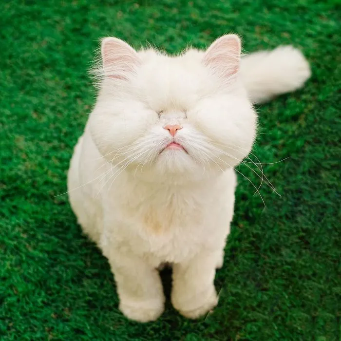Blind Persian Cat Gets A Second Chance In Life After Being Rescued From A Dirty Pet Shop Where She Lost Her Sight
