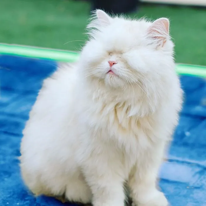 Blind Persian Cat Gets A Second Chance In Life After Being Rescued From A Dirty Pet Shop Where She Lost Her Sight
