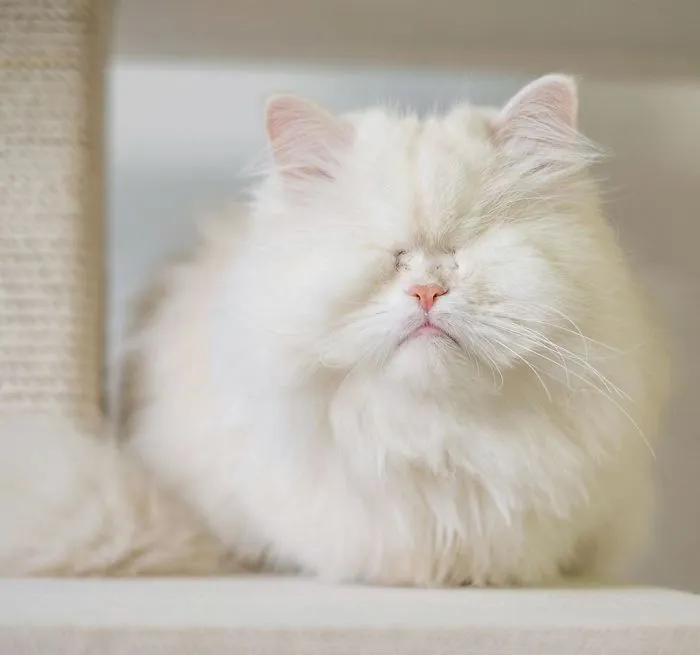 Blind Persian Cat Gets A Second Chance In Life After Being Rescued From A Dirty Pet Shop Where She Lost Her Sight