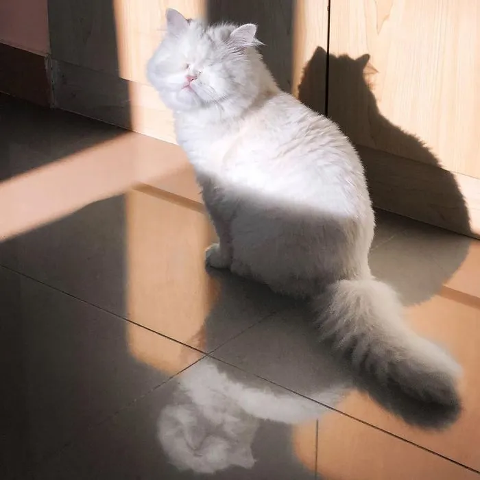 Blind Persian Cat Gets A Second Chance In Life After Being Rescued From A Dirty Pet Shop Where She Lost Her Sight