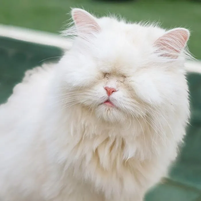 Blind Persian Cat Gets A Second Chance In Life After Being Rescued From A Dirty Pet Shop Where She Lost Her Sight