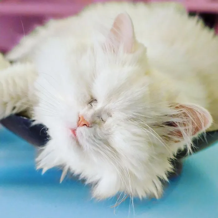 Blind Persian Cat Gets A Second Chance In Life After Being Rescued From A Dirty Pet Shop Where She Lost Her Sight