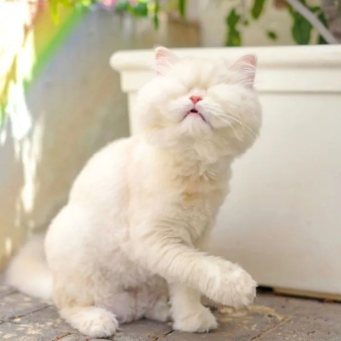 Blind Persian Cat Gets A Second Chance In Life After Being Rescued From A Dirty Pet Shop Where She Lost Her Sight