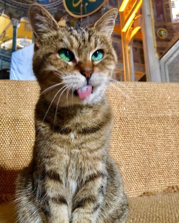 There's A Cat Permanently Living In The Hagia Sophia In Istanbul (30 Pics)