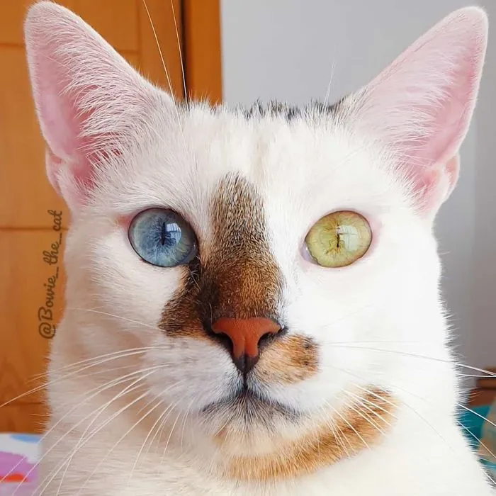 Meet Bowie, The Cat Who's Going Viral For 2 Reasons - His Right Eye And His Left Eye (30 Pics)