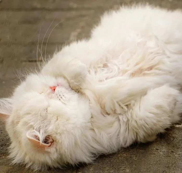 Blind Persian Cat Gets A Second Chance In Life After Being Rescued From A Dirty Pet Shop Where She Lost Her Sight
