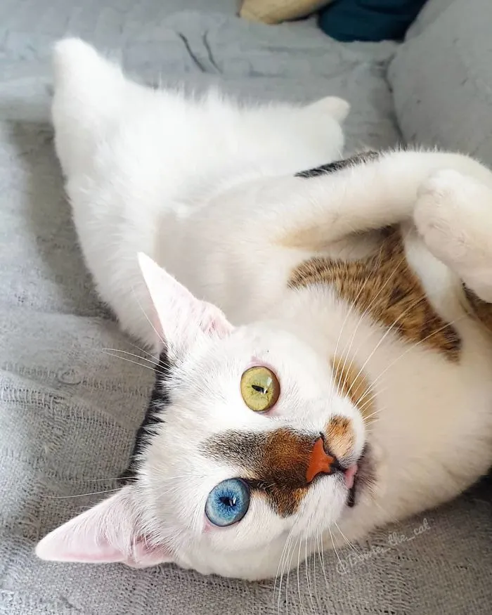 Meet Bowie, The Cat Who's Going Viral For 2 Reasons - His Right Eye And His Left Eye (30 Pics)