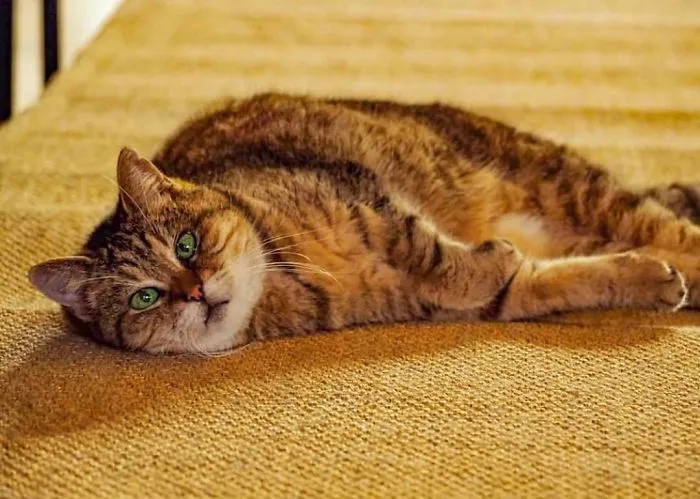 There's A Cat Permanently Living In The Hagia Sophia In Istanbul (30 Pics)