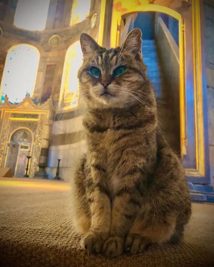 There's A Cat Permanently Living In The Hagia Sophia In Istanbul (30 Pics)