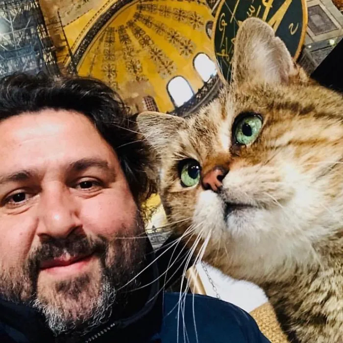 There's A Cat Permanently Living In The Hagia Sophia In Istanbul (30 Pics)