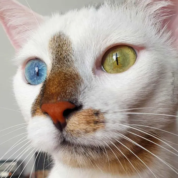 Meet Bowie, The Cat Who's Going Viral For 2 Reasons - His Right Eye And His Left Eye (30 Pics)