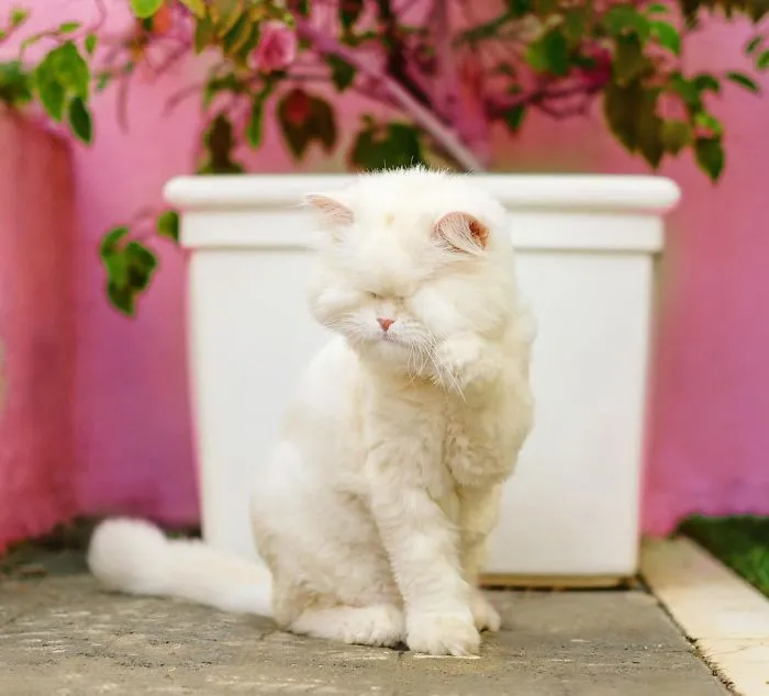 Blind Persian Cat Gets A Second Chance In Life After Being Rescued From A Dirty Pet Shop Where She Lost Her Sight