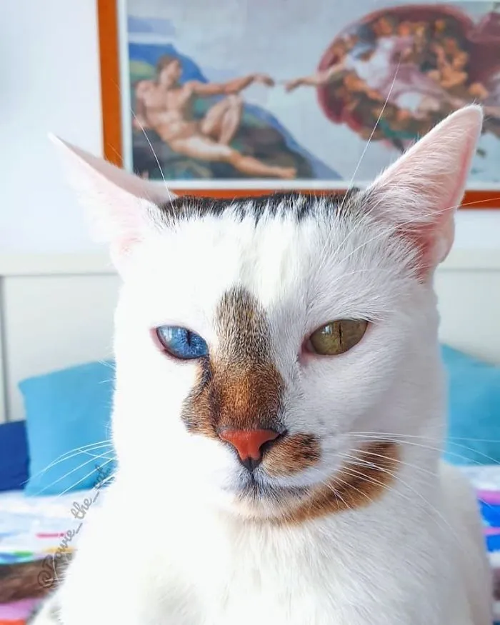 Meet Bowie, The Cat Who's Going Viral For 2 Reasons - His Right Eye And His Left Eye (30 Pics)