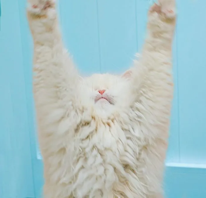 Blind Persian Cat Gets A Second Chance In Life After Being Rescued From A Dirty Pet Shop Where She Lost Her Sight