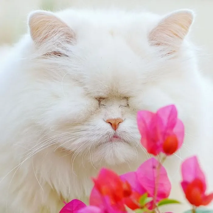 Blind Persian Cat Gets A Second Chance In Life After Being Rescued From A Dirty Pet Shop Where She Lost Her Sight