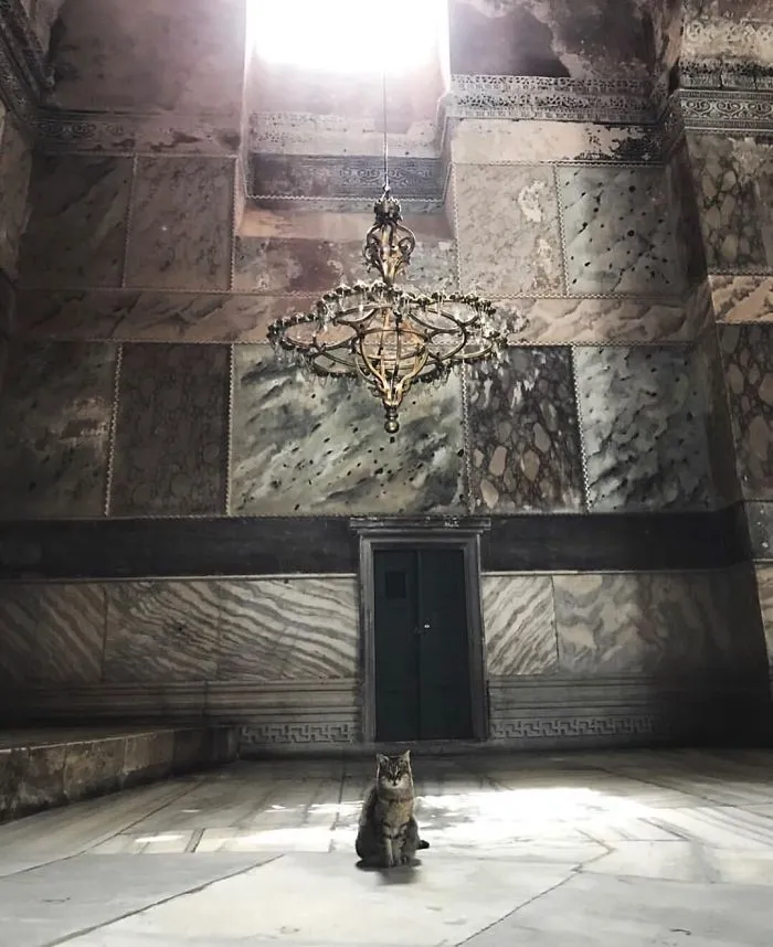 There's A Cat Permanently Living In The Hagia Sophia In Istanbul (30 Pics)