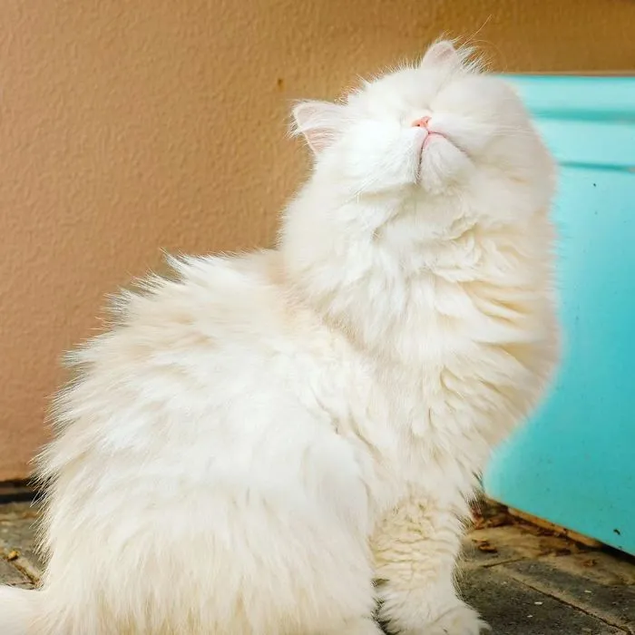 Blind Persian Cat Gets A Second Chance In Life After Being Rescued From A Dirty Pet Shop Where She Lost Her Sight