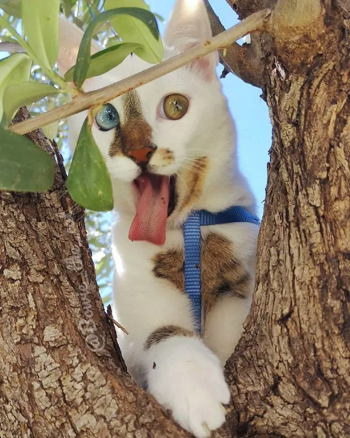 Meet Bowie, The Cat Who's Going Viral For 2 Reasons - His Right Eye And His Left Eye (30 Pics)