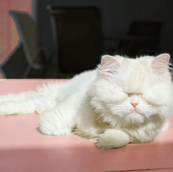 Blind Persian Cat Gets A Second Chance In Life After Being Rescued From A Dirty Pet Shop Where She Lost Her Sight