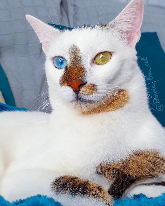 Meet Bowie, The Cat Who's Going Viral For 2 Reasons - His Right Eye And His Left Eye (30 Pics)