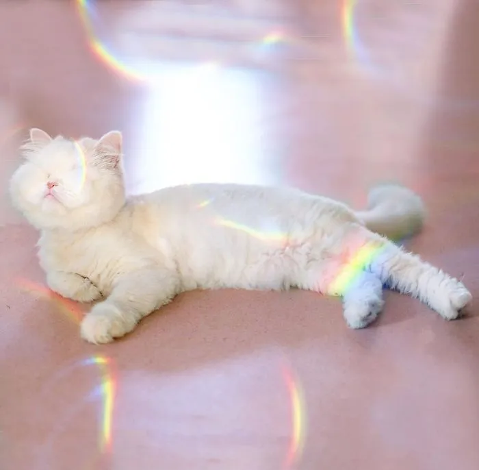 Blind Persian Cat Gets A Second Chance In Life After Being Rescued From A Dirty Pet Shop Where She Lost Her Sight