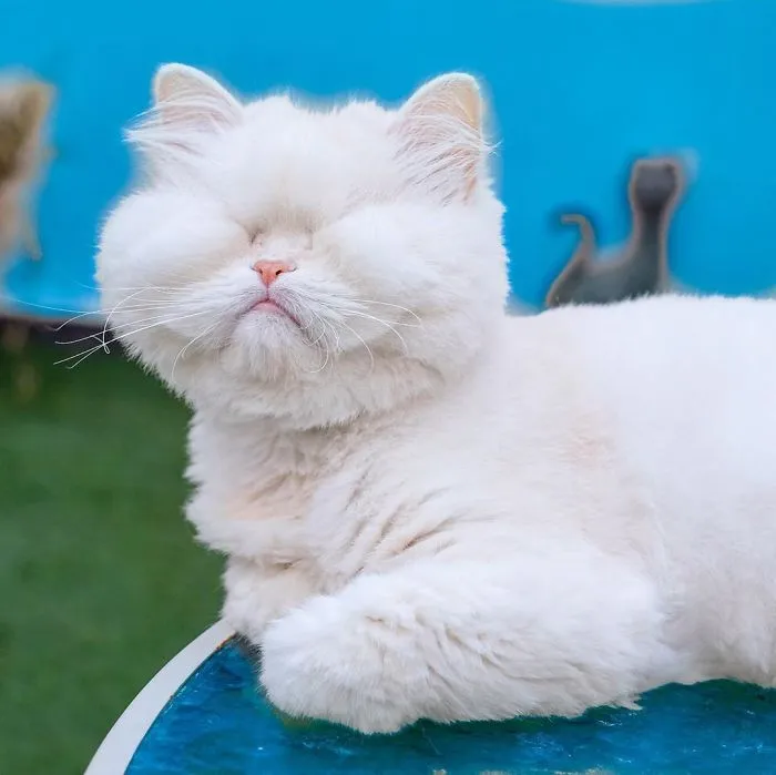 Blind Persian Cat Gets A Second Chance In Life After Being Rescued From A Dirty Pet Shop Where She Lost Her Sight