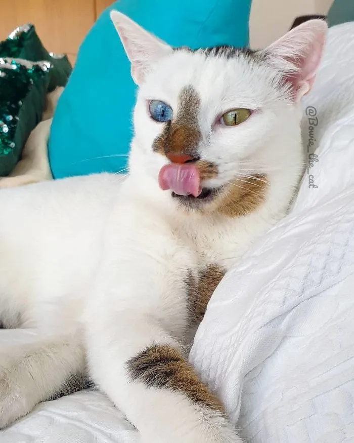 Meet Bowie, The Cat Who's Going Viral For 2 Reasons - His Right Eye And His Left Eye (30 Pics)