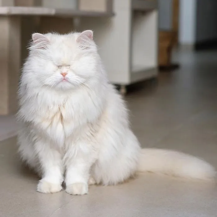 Blind Persian Cat Gets A Second Chance In Life After Being Rescued From A Dirty Pet Shop Where She Lost Her Sight