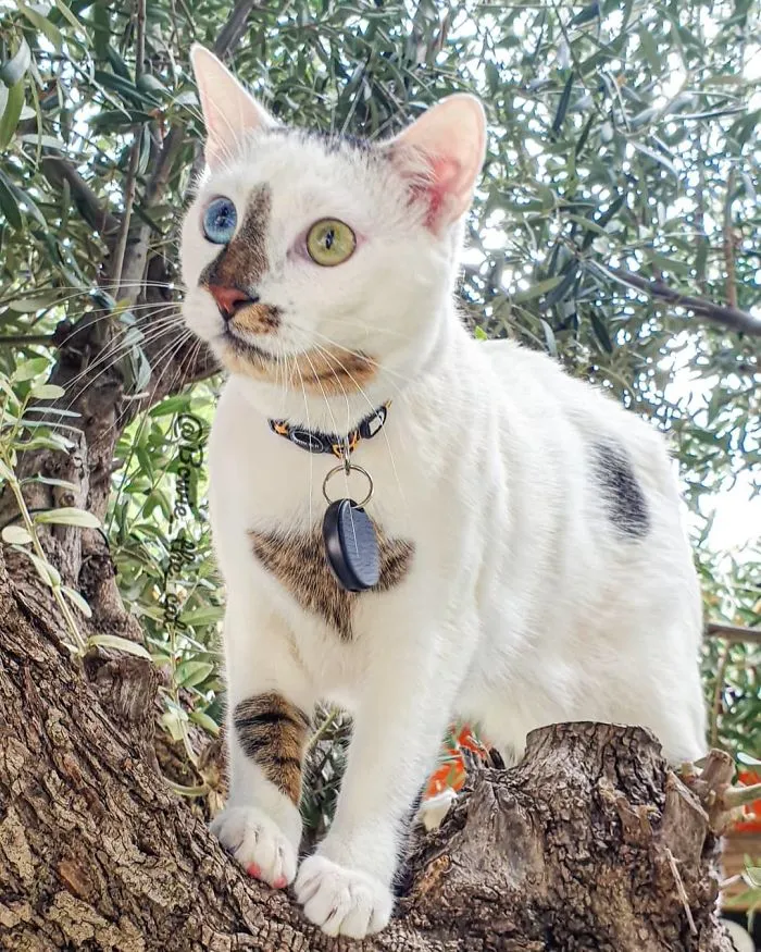 Meet Bowie, The Cat Who's Going Viral For 2 Reasons - His Right Eye And His Left Eye (30 Pics)