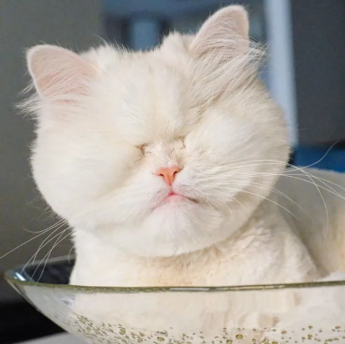 Blind Persian Cat Gets A Second Chance In Life After Being Rescued From A Dirty Pet Shop Where She Lost Her Sight