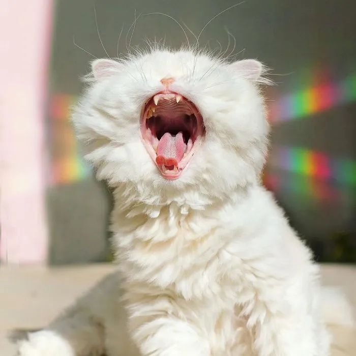 Blind Persian Cat Gets A Second Chance In Life After Being Rescued From A Dirty Pet Shop Where She Lost Her Sight