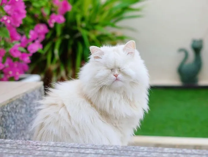Blind Persian Cat Gets A Second Chance In Life After Being Rescued From A Dirty Pet Shop Where She Lost Her Sight