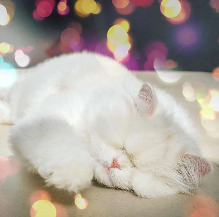 Blind Persian Cat Gets A Second Chance In Life After Being Rescued From A Dirty Pet Shop Where She Lost Her Sight