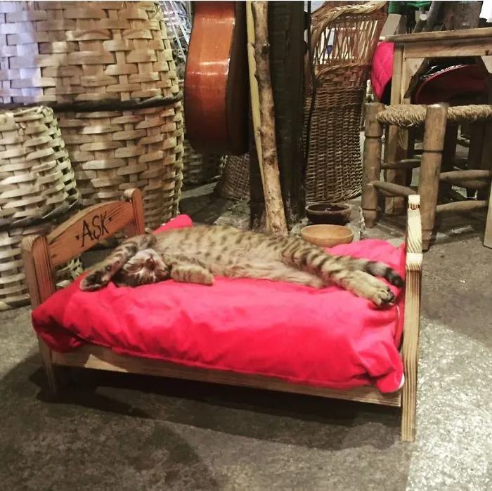 There's A Cat Permanently Living In The Hagia Sophia In Istanbul (30 Pics)