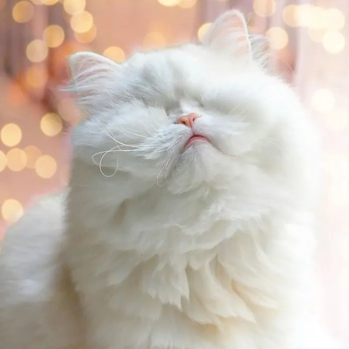Blind Persian Cat Gets A Second Chance In Life After Being Rescued From A Dirty Pet Shop Where She Lost Her Sight