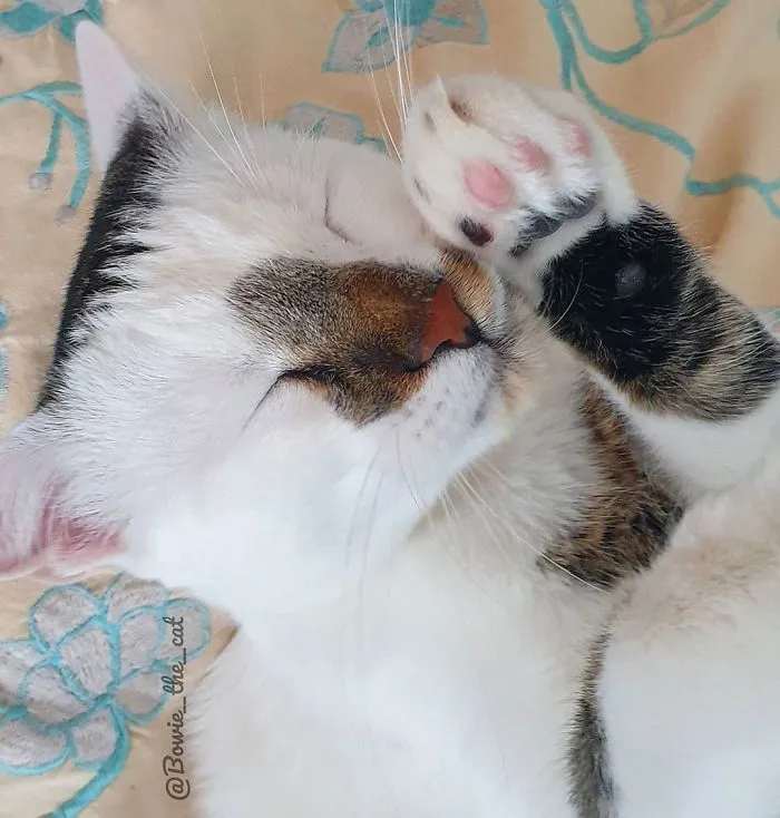 Meet Bowie, The Cat Who's Going Viral For 2 Reasons - His Right Eye And His Left Eye (30 Pics)