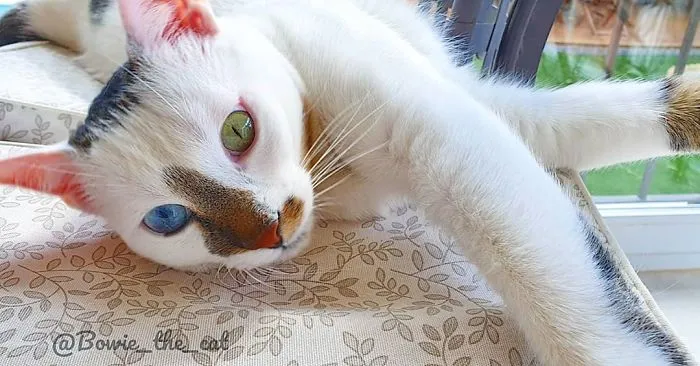 Meet Bowie, The Cat Who's Going Viral For 2 Reasons - His Right Eye And His Left Eye (30 Pics)
