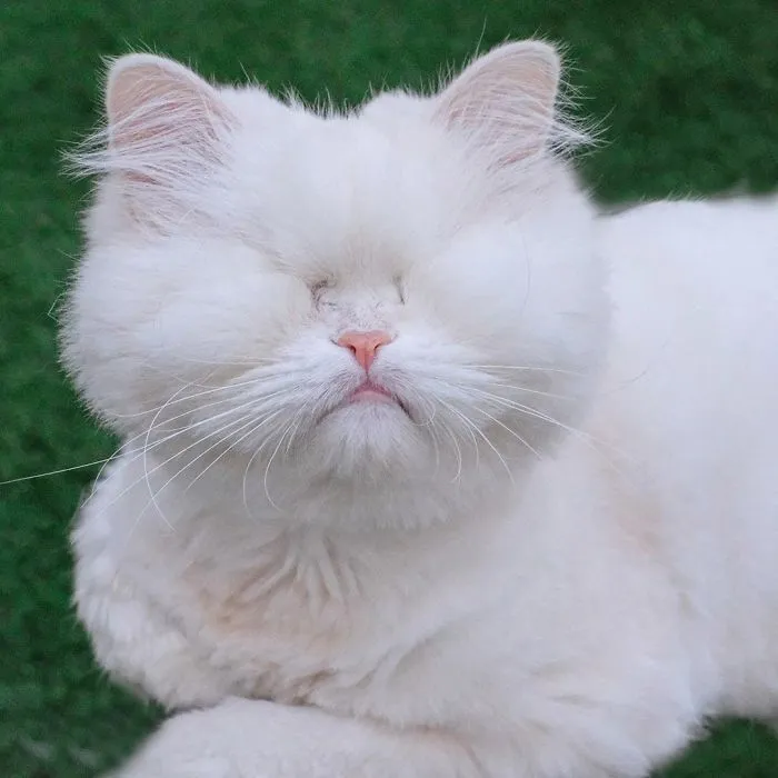 Blind Persian Cat Gets A Second Chance In Life After Being Rescued From A Dirty Pet Shop Where She Lost Her Sight