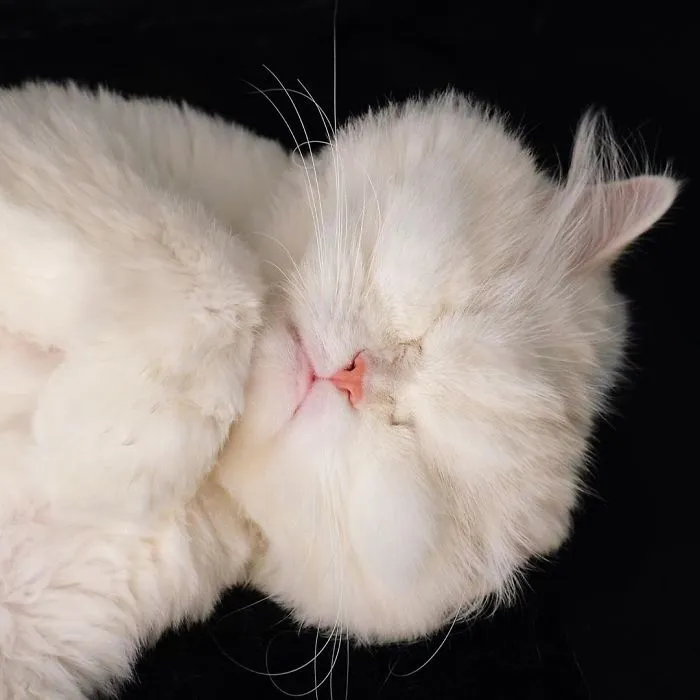 Blind Persian Cat Gets A Second Chance In Life After Being Rescued From A Dirty Pet Shop Where She Lost Her Sight