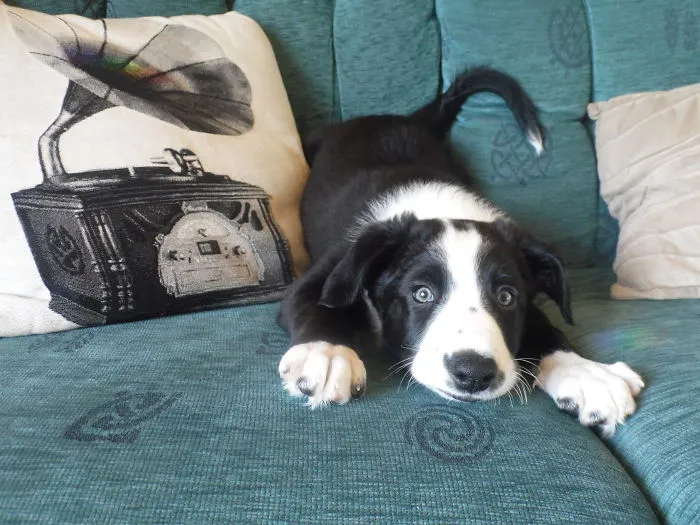 This Is My Border Collie Shilo At 2 Months Old.   He's Years Old Now But Back When This Photo Was Taken He Was The Very Embodiment  Of Fun, Play And Mischief.  This Is His "What Can I Get Up To Now? " Look!