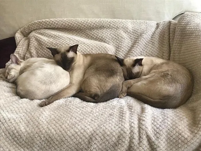 40 Personas que pillaron a sus gatos durmiendo juntos en extrañas posturas y tuvieron que compartirlo