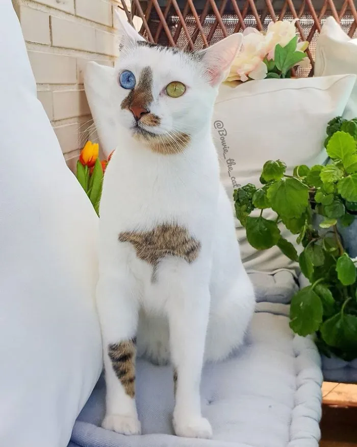 Meet Bowie, The Cat Who's Going Viral For 2 Reasons - His Right Eye And His Left Eye (30 Pics)