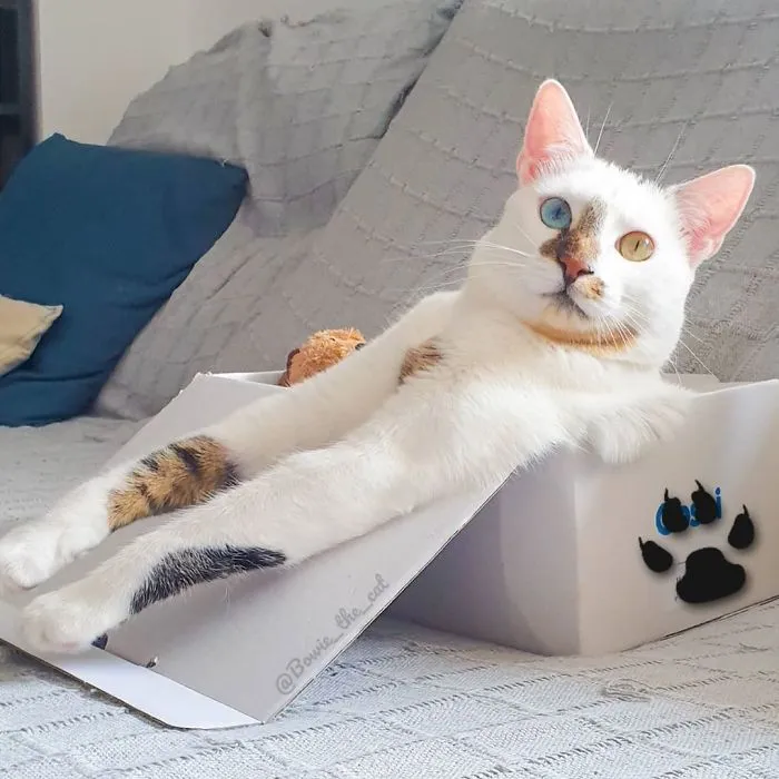Meet Bowie, The Cat Who's Going Viral For 2 Reasons - His Right Eye And His Left Eye (30 Pics)