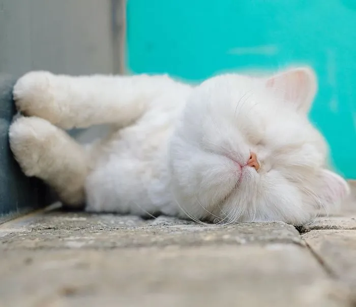 Blind Persian Cat Gets A Second Chance In Life After Being Rescued From A Dirty Pet Shop Where She Lost Her Sight