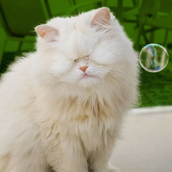 Blind Persian Cat Gets A Second Chance In Life After Being Rescued From A Dirty Pet Shop Where She Lost Her Sight